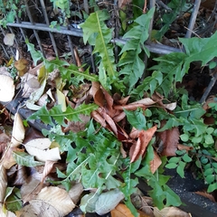 Taraxacum officinale