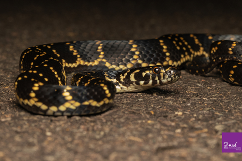 Broad-headed Snake sighting