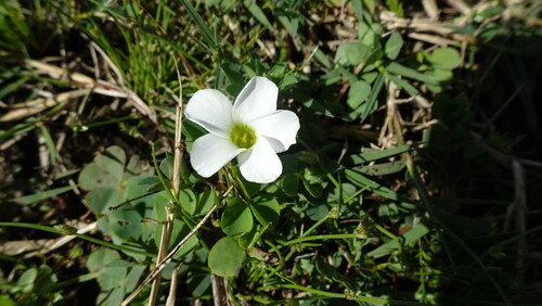Mini Sorrel (Oxalis minuta)