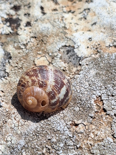 Cornu aspersum
