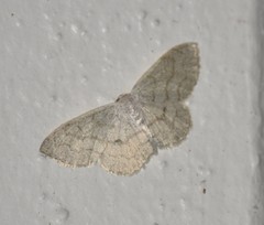 Acratodes suavata