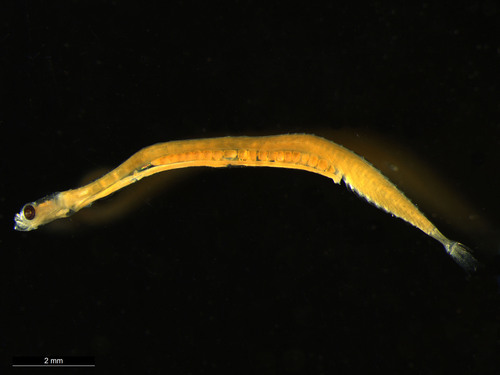 Schindler's fish (Schindleria praematura) — Schindleriidae