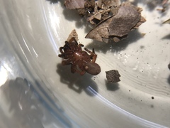 Myrmekiaphila comstocki