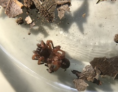 Myrmekiaphila comstocki