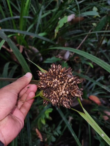 Mapania macrocephala observed 2025-08-29