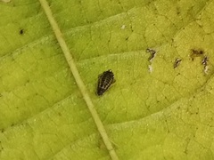 Eucallipterus tiliae