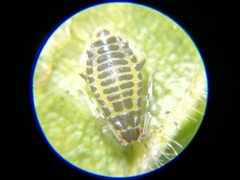 Eucallipterus tiliae