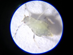 Eucallipterus tiliae