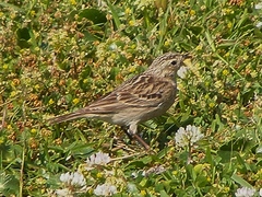 Calcarius ornatus