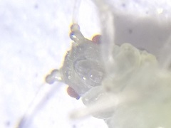 Eucallipterus tiliae