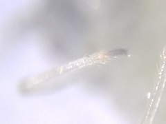 Eucallipterus tiliae