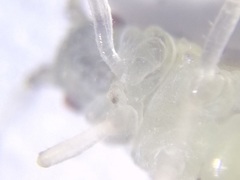 Eucallipterus tiliae