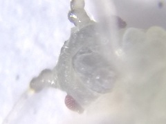 Eucallipterus tiliae