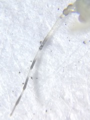 Eucallipterus tiliae