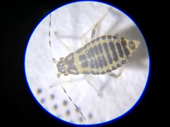 Eucallipterus tiliae