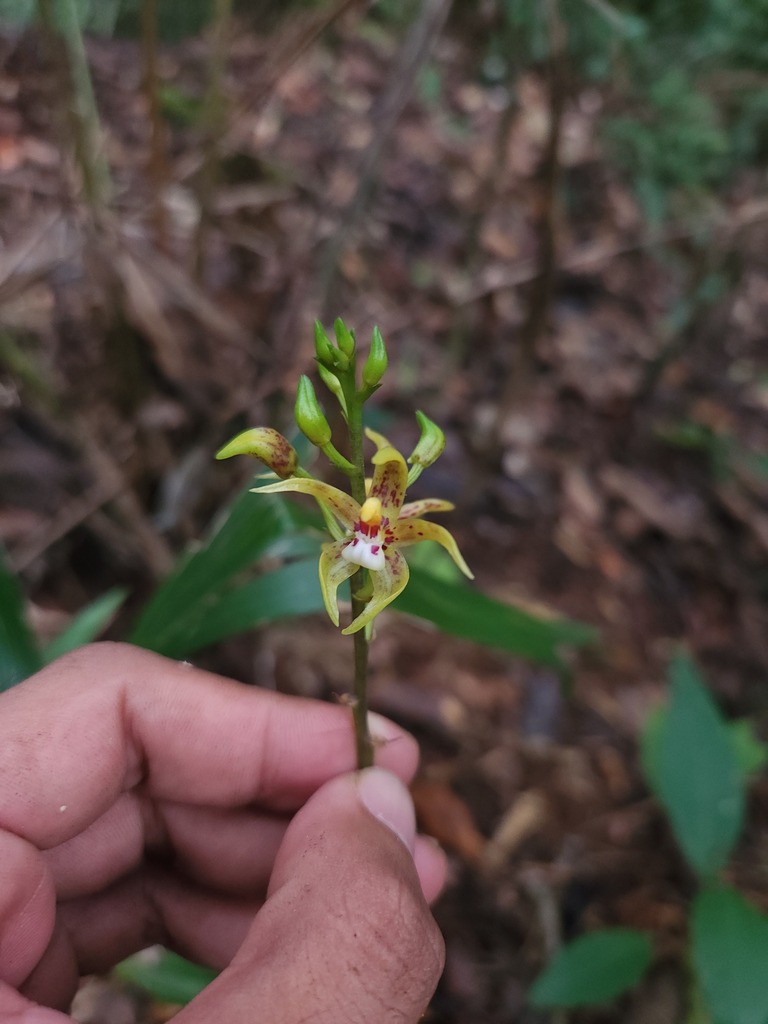 Plocoglottis seranica