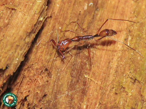 Odontomachus hastatus photo 4