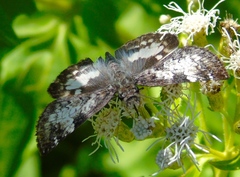 Chiomara georgina georgina