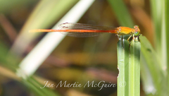 Ceriagrion glabrum