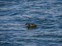 Rollandia microptera