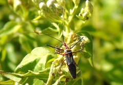 Zelus grassans