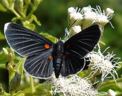 Melanis acroleuca acroleuca
