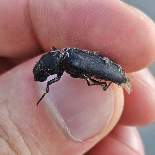 Stout's Hardwood Borer photo 5
