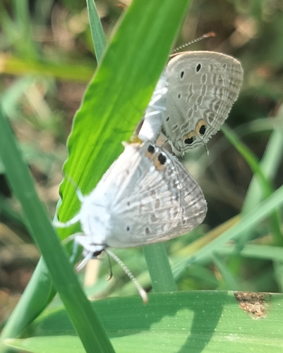 Gram Blue
