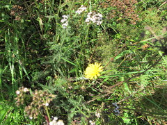 Achillea millefolium
