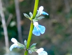 Salvia languidula