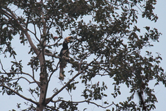 Anthracoceros albirostris