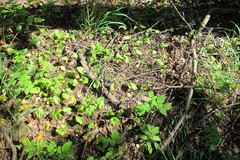 Maianthemum bifolium