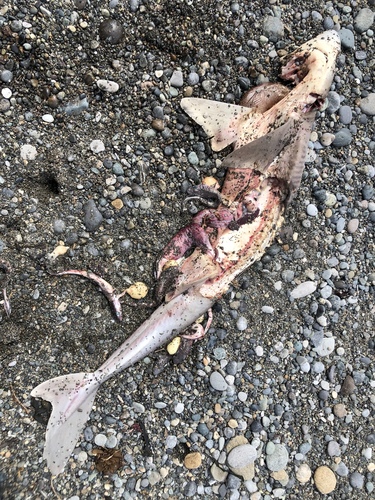 North Pacific Spiny Dogfish photographed in Washington