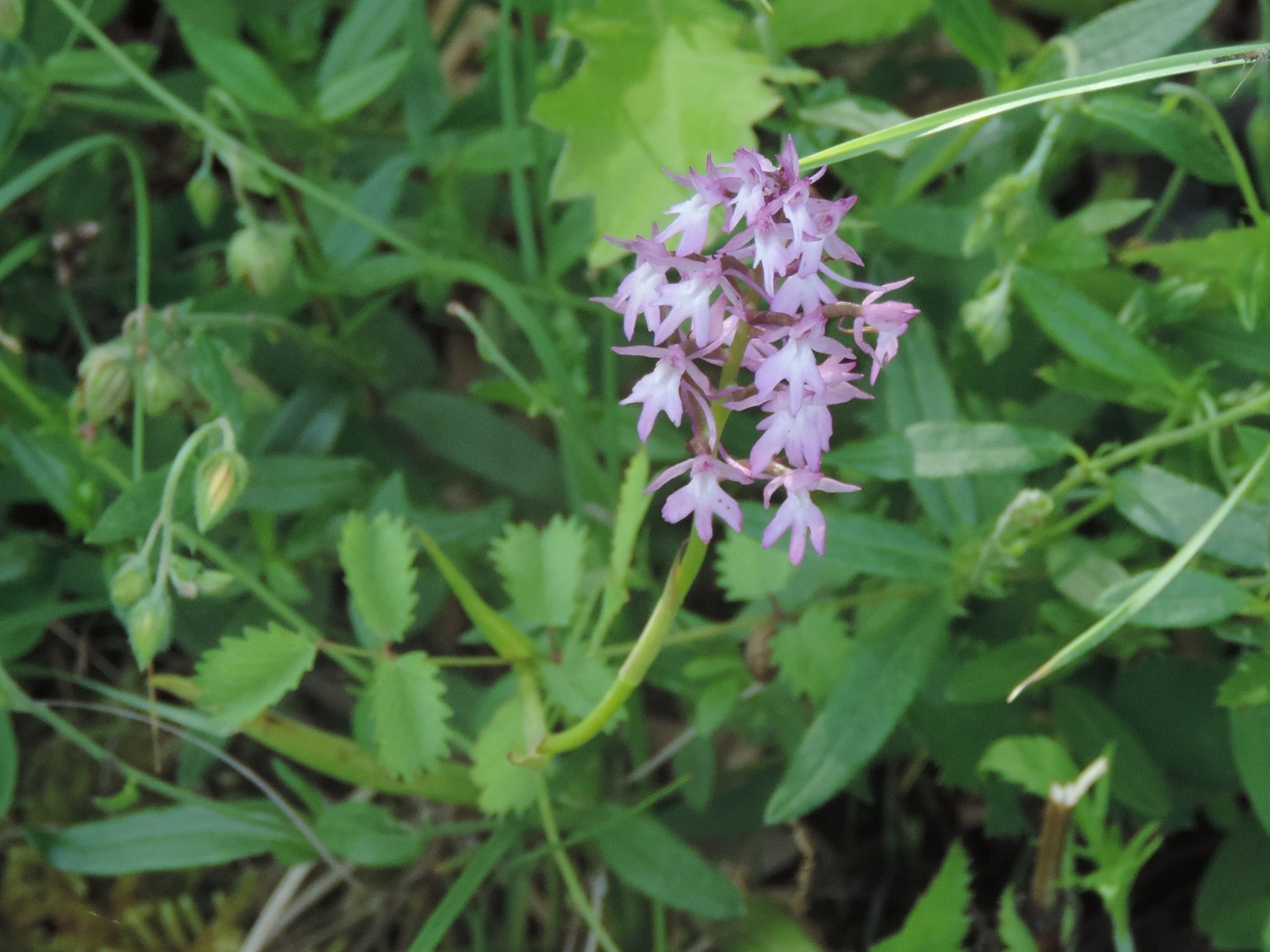 X Gymnanacamptis