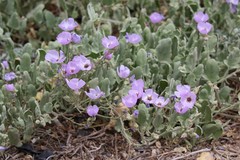 Cristaria glaucophylla