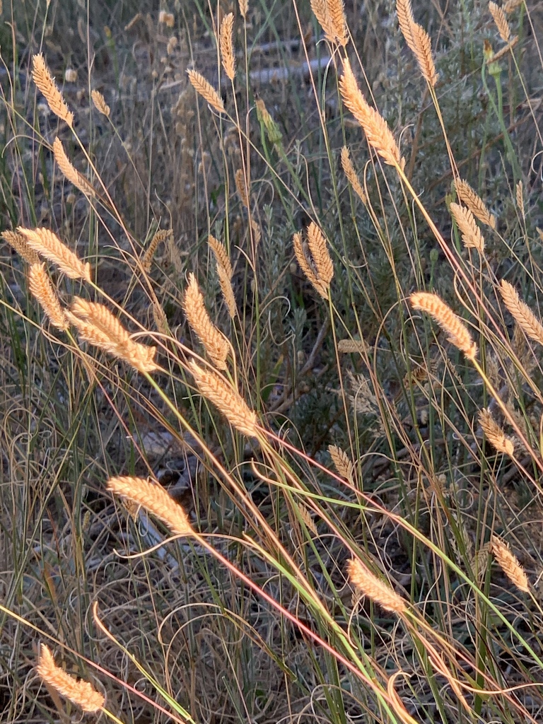 Hare Grasses