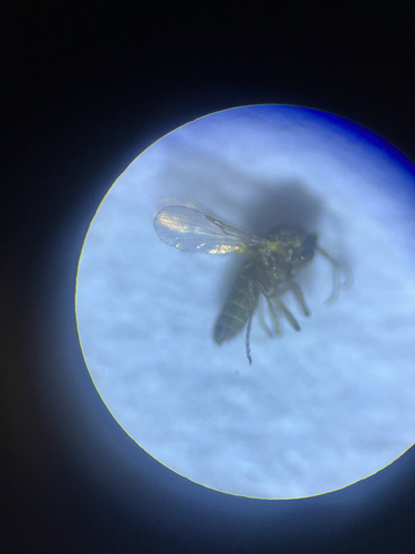 Dasyhelea platychaeta, 2025-09-21