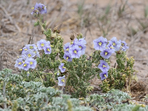 Representative image of Solanum