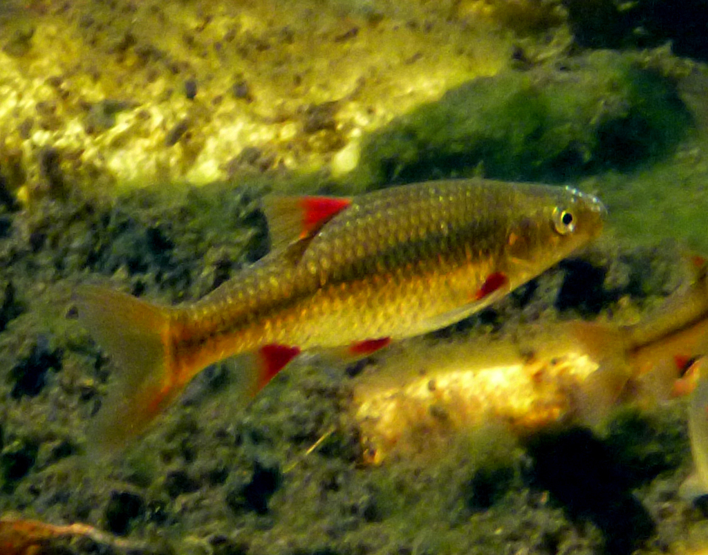 Eastern Cape Redfin