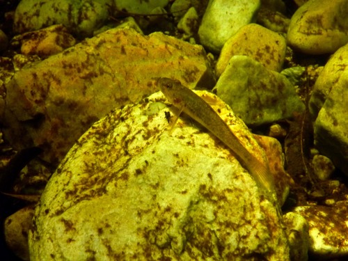 River goby (Glossogobius callidus) — Gobiidae