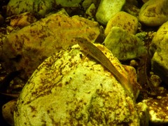 Glossogobius callidus