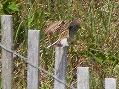 Calcarius ornatus