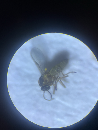 Dasyhelea platychaeta, 2025-09-21