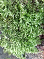 Hypnum cupressiforme