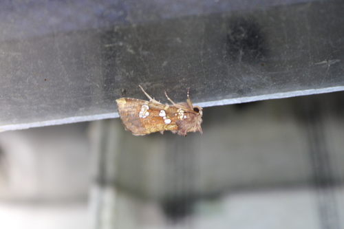 Water-hemlock Borer Moth photo 3