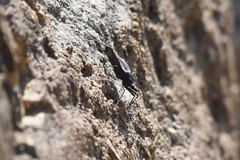 Triatoma