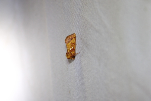 Loosestrife Borer Moth photo 4
