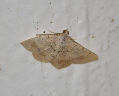 Frederickia flaviterminata