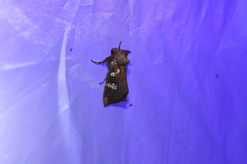 Turtlehead Borer Moth photo 2