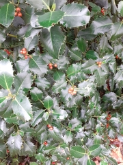 Ilex aquifolium